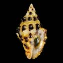To Conchology (Engina tabogaensis YOUNG)
