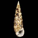 To Conchology (Pseudovertagus aluco LARGE)