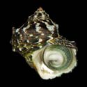 To Conchology (Turbo fluctuosus SPECIAL COLOR)
