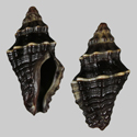 To Conchology (Bedeva paivae cf.)