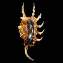 To Conchology (Lambis scorpius scorpius SET)