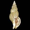 To Conchology (Plicifusus hastarius)