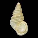 To Conchology (Parafossarulus sinensis)