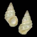 To Conchology (Parafossarulus sinensis)