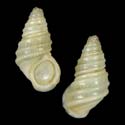 To Conchology (Parafossarulus sinensis)