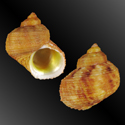 To Conchology (Turbo chrysostomus ORANGE)