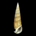 To Conchology (Rhinoclavis fasciata SET)