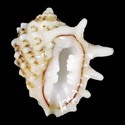 To Conchology (Drupa elegans)