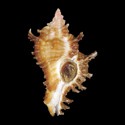 To Conchology (Chicoreus mergus)
