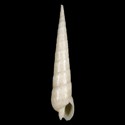 To Conchology (Terebra argus LARGE)