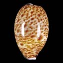To Conchology (Lyncina lynx YOUNG)