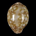To Conchology (Callistocypraea nivosa GLOBOSE)