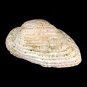 To Conchology (Acar olivercoseli)