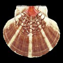 To Conchology (Pecten maximus SUNRAY)