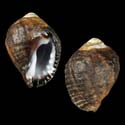 To Conchology (Azumamorula mutica)