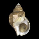 To Conchology (Buccinum fukureum)