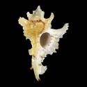 To Conchology (Purpurellus gambiensis YELLOW)