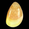 To Conchology (Acrosterigma attenuatum YELLOW)