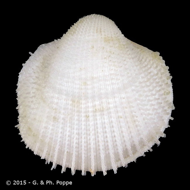 Shell Encyclopedia - Conchological MegaDatabase Iconographic Overview ...