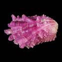 To Conchology (Cardita crassicosta PURPLE)