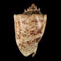To Conchology (Cymbiola imperialis SMOOTH SHOULDER)