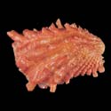 To Conchology (Cardita crassicosta RED LARGE)