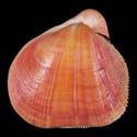 To Conchology (Nemocardium bechei FREAK)