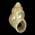 To Conchology (Ecrobia ventrosa GREECE)