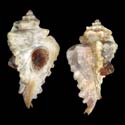 To Conchology (Jaton hemitripterus)