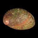 To Conchology (Haliotis virginea morioria)