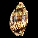 To Conchology (Cymbiola vespertilio BANDED DWARF)