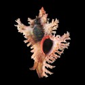 To Conchology (Chicoreus brunneus PINK)