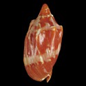 To Conchology (Cymbiola aulica SECOND)