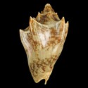 To Conchology (Cymbiola vespertilio SECOND)
