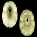 To Conchology (Diodora dorsata)