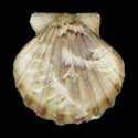 To Conchology (Flexopecten glaber)