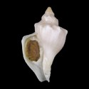 To Conchology (Neptunea cumingii SINISTRAL ALBINISTIC)