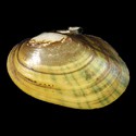 To Conchology (Lampsilis radiata)