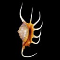 To Conchology (Lambis crocata SPECIAL COLOR)