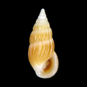 To Conchology (Rissoina ambigua COLORED)