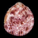 To Conchology (Acrosterigma variegatum PURPLE)
