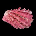 To Conchology (Cardita crassicosta PINK LARGE)