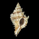 To Conchology (Murexsul interserratus)