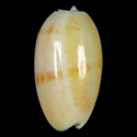 To Conchology (Oliva bulbosa ORANGE SET)