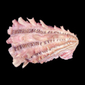 To Conchology (Cardita crassicosta PINK GIANT)