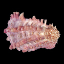 To Conchology (Cardita crassicosta PINK GIANT)