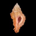 To Conchology (Pterynotus bibbeyi GIANT)