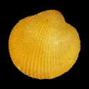 To Conchology (Afrocardium exochum ORANGE)