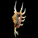 To Conchology (Lambis scorpius scorpius TRIPLE CANAL)