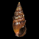 To Conchology (Cerithium repandum)